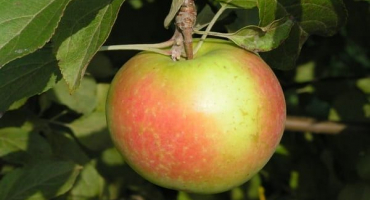 Charakteristika a popis odrůdy jablek tellissaare, data plodnosti a odolnost vůči chorobám